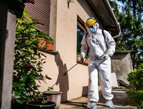 Control de Plagas en Espacios Verdes: Estrategias y Soluciones Efectivas