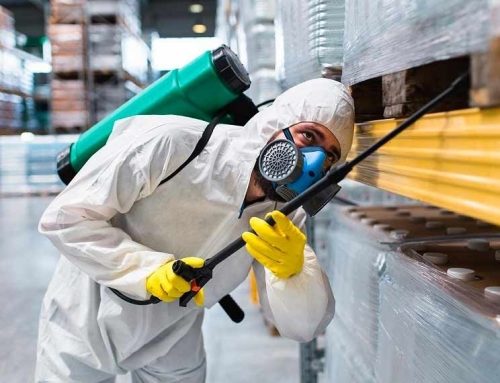 Cómo Proteger tu Negocio de Plagas: Una Guía Completa